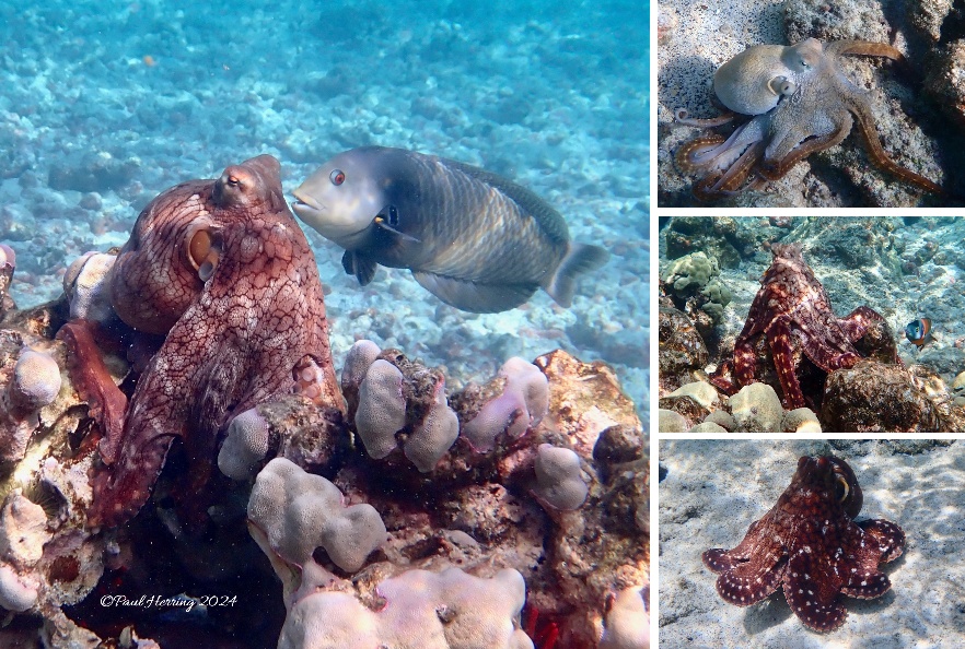 12x18 Kahaluu Fish Composites #1 (4 Prints)