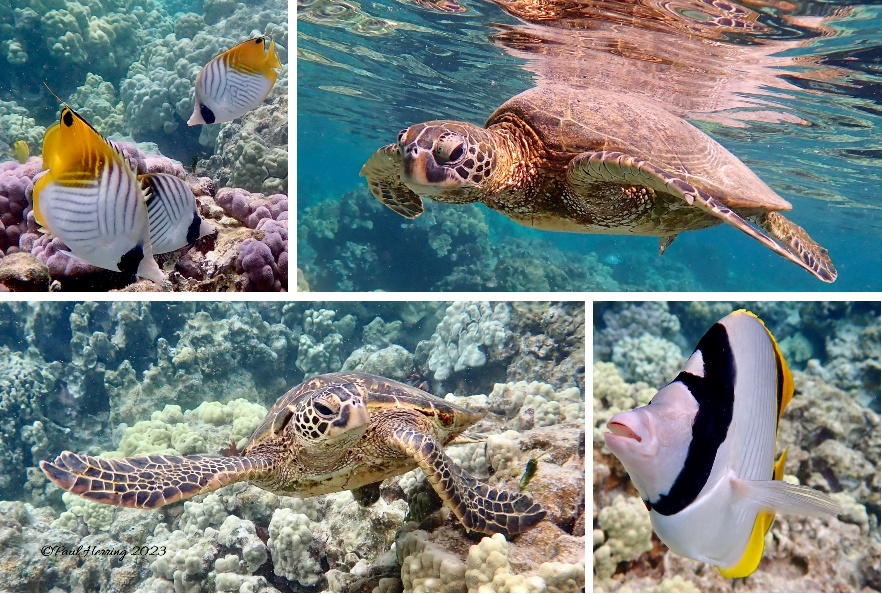 12x18 Kahaluu Fish Composites #2 (4 Prints)