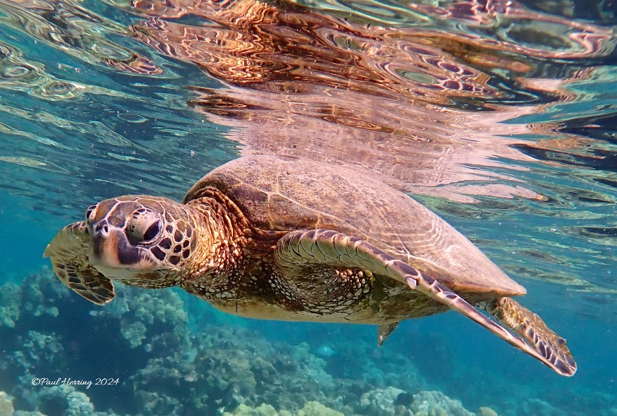 12x18 Kahaluu Honu #11,8,13,2 (4 Prints)