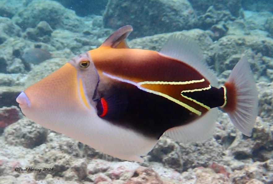 18x12 Triggerfish 2 (4 Prints)