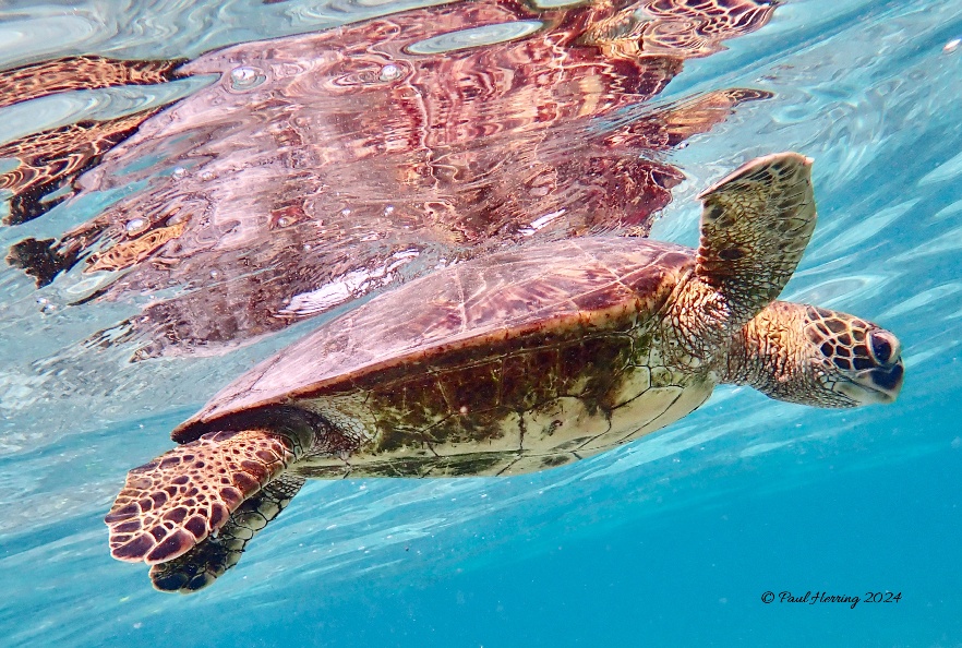 18x12 Turtle 2 (4 Prints)
