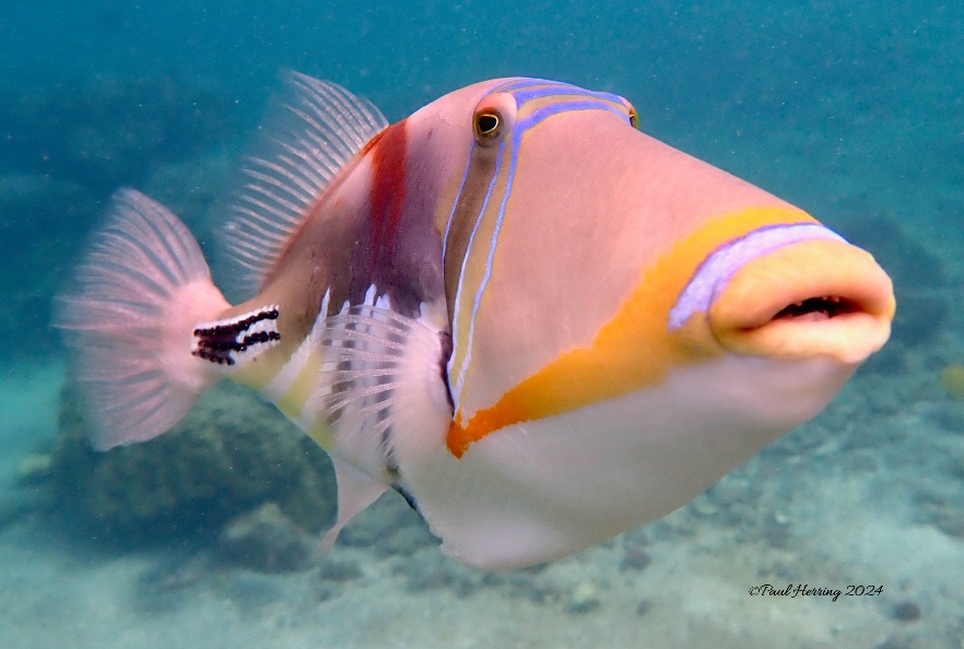 Kahaluu Fish 1 18x12 (4 prints)
