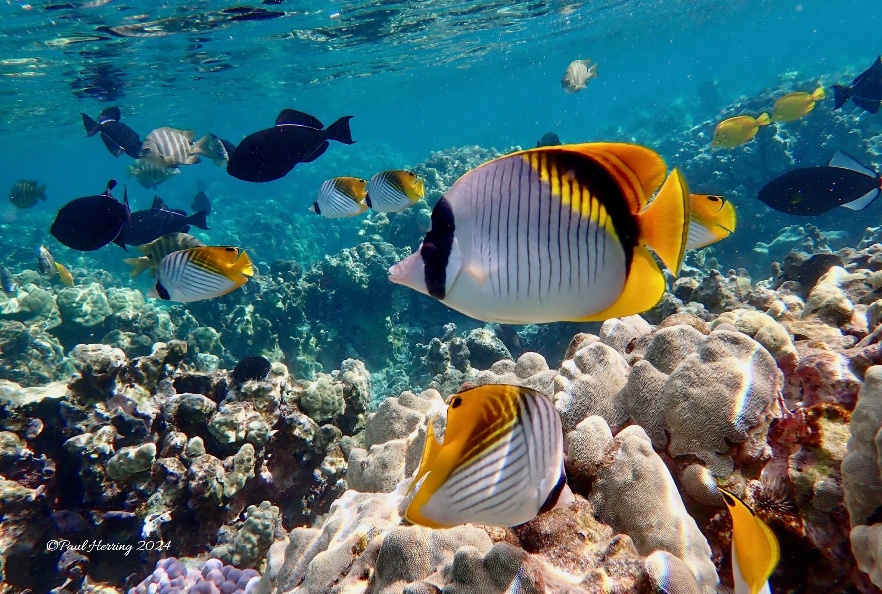 Kahaluu Fish 2 18x12 (4 prints)