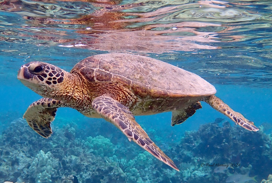 Kahaluu Honu #11 18x12 (4 prints)