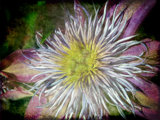 Clematis Painting