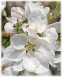 5-6-08 Apple Blossom