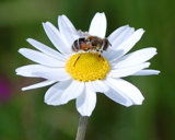 5-24-08 Honey Bee