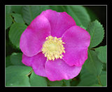 6-3-08 Wild Rose