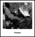 Feather-B-W