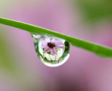 dewdrop reflections