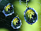 dew-drops-on-spider-web-reflections