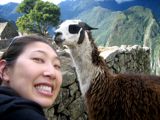 Cecily's Lovely Llama