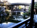 Chinese Garden Beauty