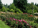 International Rose Test Garden
