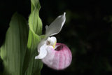 Lady slipper