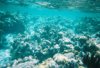 More coral