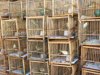 Bird Market, Prince Edward