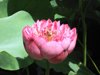Lotus blossom at Hong Kong Park