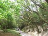 Path around Victoria Peak