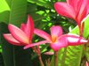 Flowers at Kowloon Walled City Park