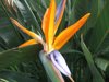 Flower at Kowloon Walled City Park
